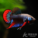 英貝里斯鬥魚（對魚）