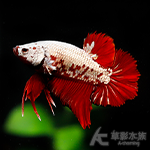 紅武士 pk將軍鬥魚（公魚）