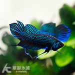 馬哈彩鬥魚（對魚）