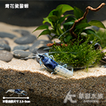 A級 青花瓷螯蝦 5~6cm