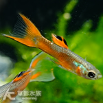 紫紅雙劍孔雀（公魚）