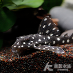 L201 小雪球異型（5cm）