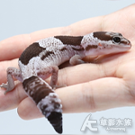 肥尾守宮 006 Oreo het 無紋 母