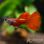 極光白金紅尾孔雀（對魚）