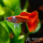 大耳朵全紅孔雀（對魚）