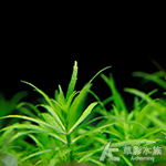 越南趴地三角葉