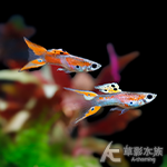 紅珊瑚雙劍孔雀（對魚）