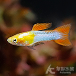 日本紅雙劍孔雀（對魚）