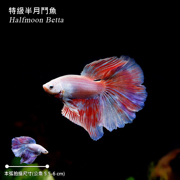 特級半月鬥魚（雙色系/公魚）