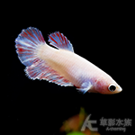 特級半月鬥魚（雙色系/母魚）