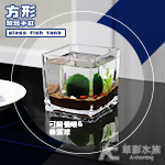 方形玻璃小缸（10cm）