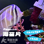 Vastocean 海苔 海菜（48片）