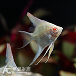 聖塔伊莎貝爾紅背埃及白子 3.5~4cm