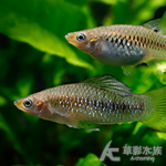 新綠寶石鱂（對魚）