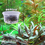 紫紅針葉柳（組培盒裝）