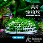 莫斯定植球