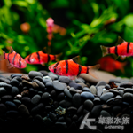 螢光紅四間（2.5~3cm）