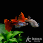 拉朱力蛇紋紅尾緞帶孔雀（對魚）