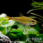 可樂蒂翠綠燈 紅尾型（2.2~2.7cm）