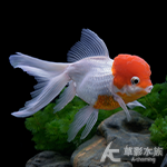 A級 紅帽金魚