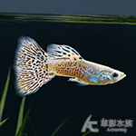 黃蛇王孔雀（對魚）