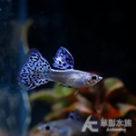 金屬紫草尾緞帶孔雀（對魚）