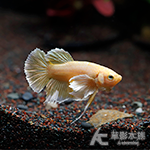 黃金大象天使 PK將軍鬥魚