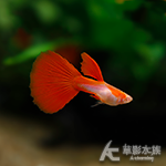 真紅眼日本藍紅尾孔雀（對魚）