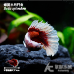 蝶翼半月鬥魚（公魚）