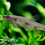 黑豆濺水魚