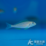 黃喉珍珠天使（4cm）