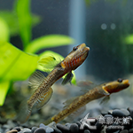 高帆黃唇吻蝦虎（3.5~4cm）