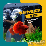 鬥魚 漂浮式 缸內雙面鏡（圓形/6cm）