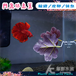 鬥魚休息室（葡萄紫）