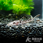 虎皮鴨嘴