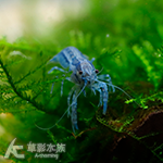 特薩努侏儒螯蝦