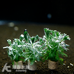 發光草（陶瓷環）