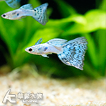 日本藍藍馬賽克孔雀（對魚）
