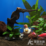 盛夏鞦韆