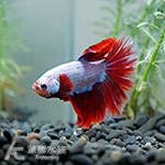 特級 超級半月鬥魚（公魚）