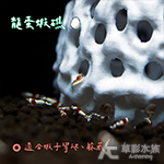 龍蛋蝦礁（含吸盤）