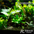 月影之森