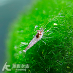蘇拉維西拳擊蝦