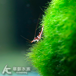 蘇拉維西可樂蝦