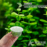 西瓜對葉（組培盒裝）