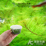 火盾（組培盒裝）