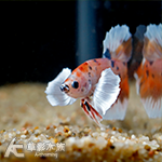 糖果 大象天使PK將軍鬥魚（公魚）