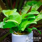 黃金小榕定植環