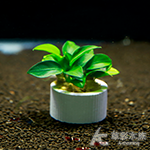 袖珍小榕定植環