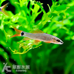 黑彩鯊（5~5.5cm）